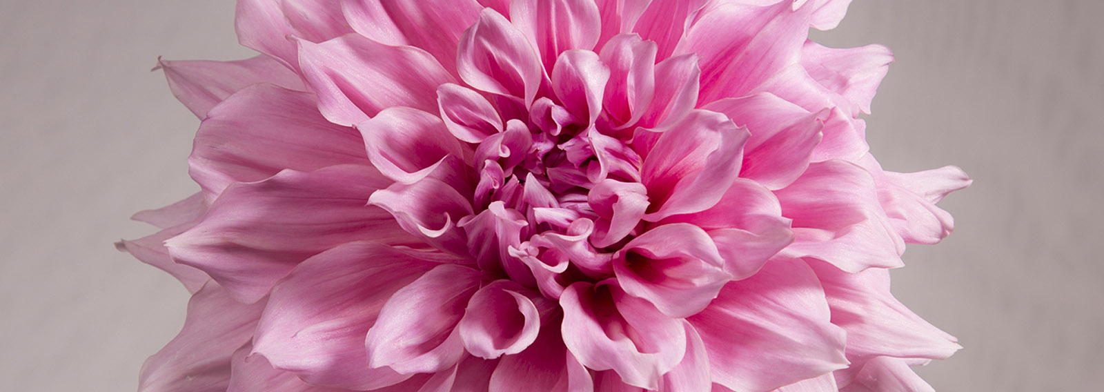 Stimulating Interest in Dahlias