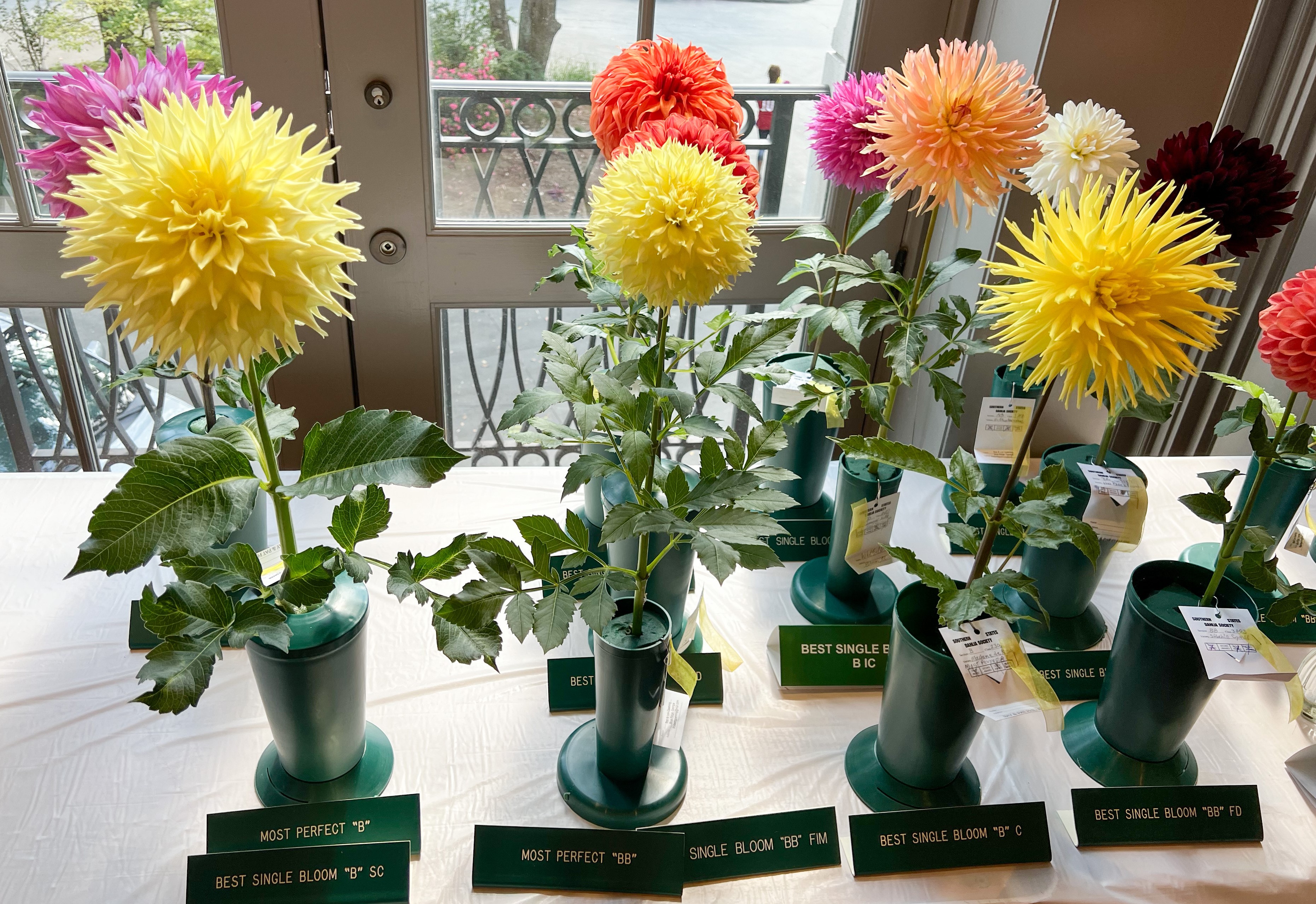 2023 Dahlia Show - Atlanta Botanical Gardens