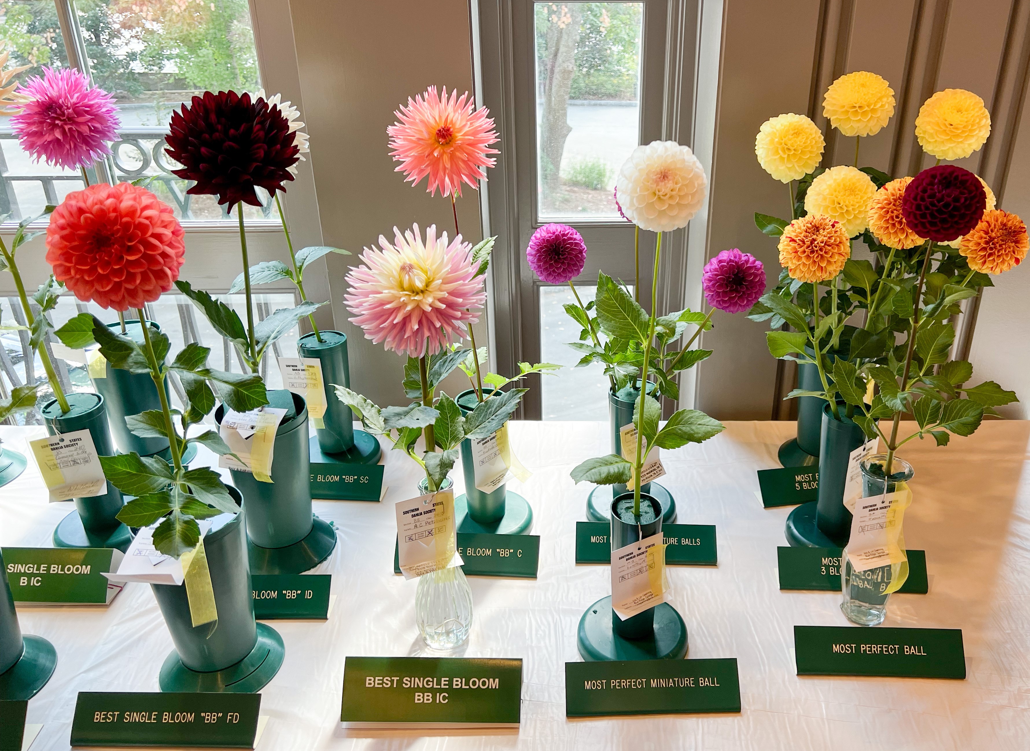 2023 Dahlia Show - Atlanta Botanical Gardens