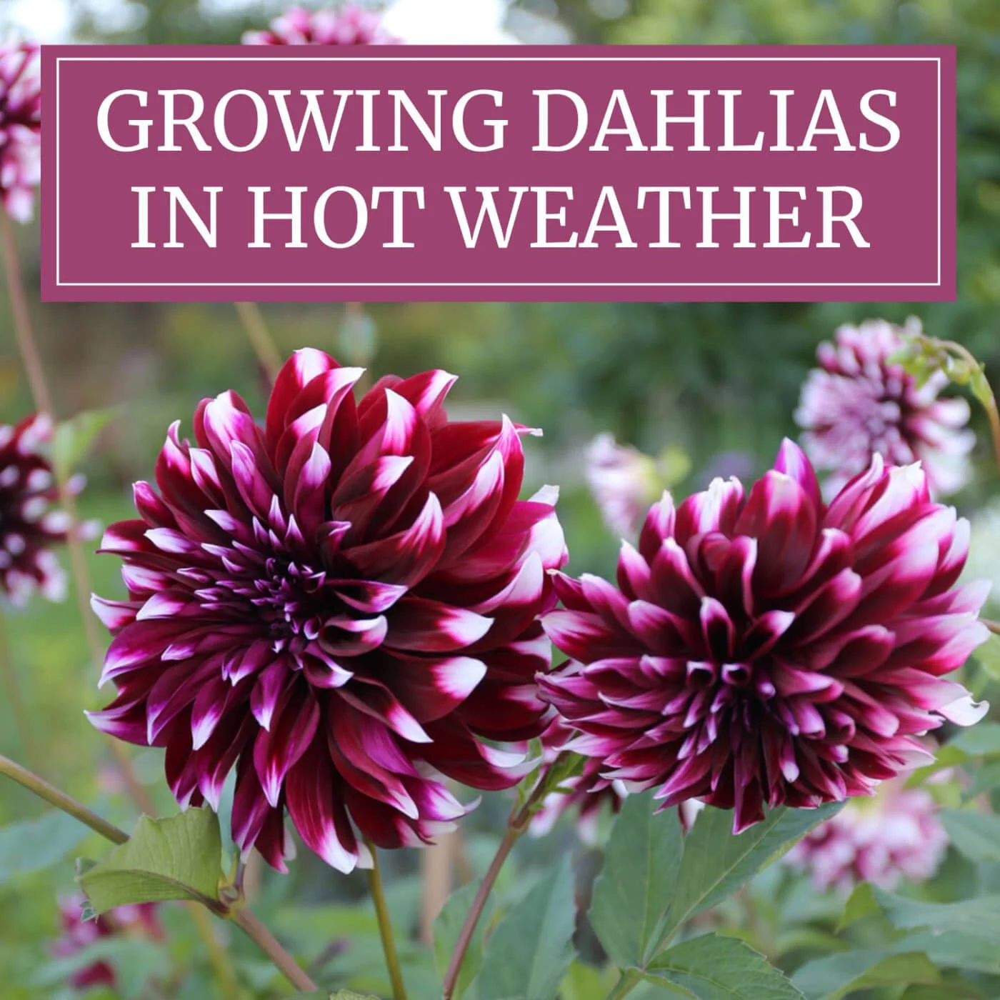 Dahlias_in_Hot_Weather_a.webp