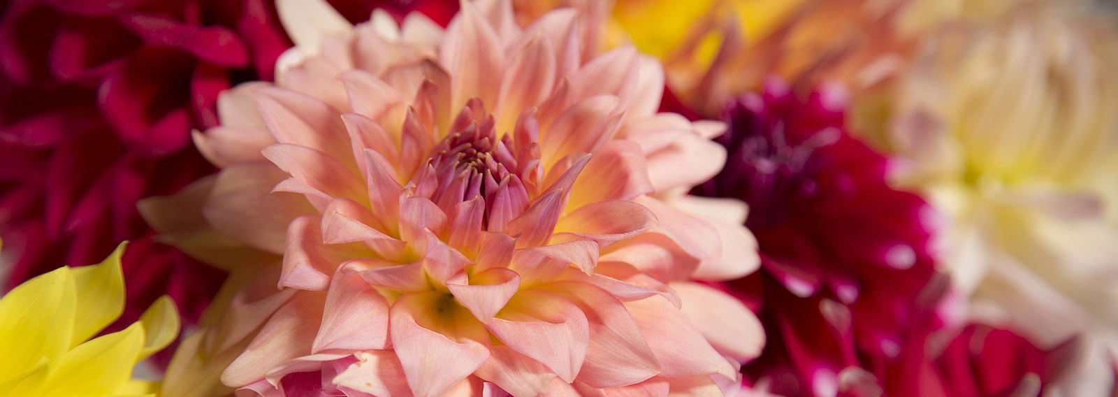 Welcome to the Dahlia Society