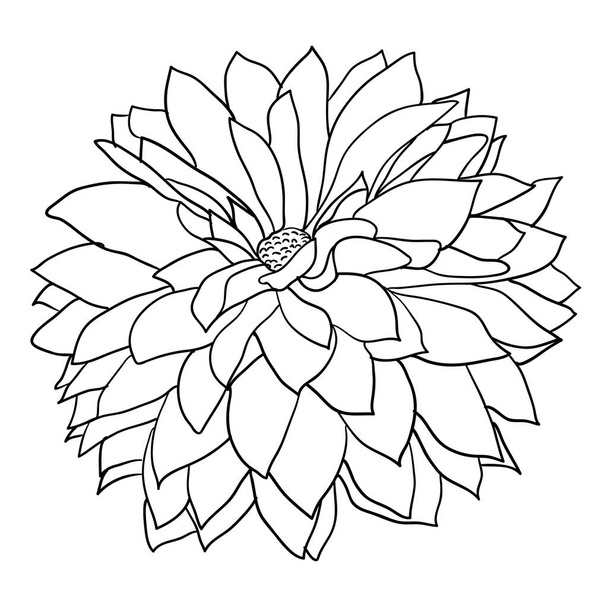 stock-vector-beautiful-monochrome-sketch-black-and-white-dahlia-flower-isolated.jpeg